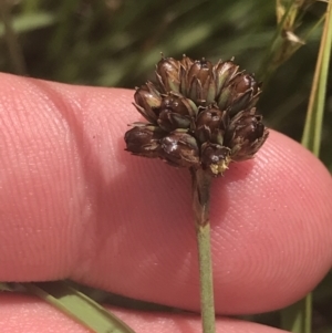 Juncus falcatus at Rendezvous Creek, ACT - 10 Jan 2022 11:11 AM