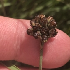 Juncus falcatus at Rendezvous Creek, ACT - 10 Jan 2022