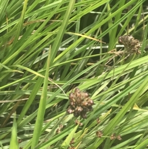 Juncus falcatus at Rendezvous Creek, ACT - 10 Jan 2022 11:11 AM