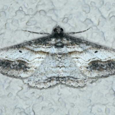 Syneora euboliaria (Boarmiini, Geometer moth) at Ainslie, ACT - 11 Jan 2022 by jbromilow50