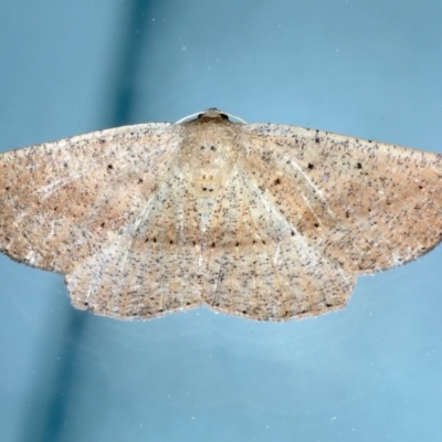 Idiodes apicata (Bracken Moth) at Ainslie, ACT - 13 Jan 2022 by jb2602