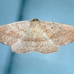 Idiodes apicata (Bracken Moth) at Ainslie, ACT - 13 Jan 2022 by jbromilow50