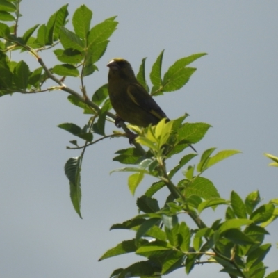 Chloris chloris (European Greenfinch) at Fyshwick, ACT - 3 Jan 2022 by Liam.m