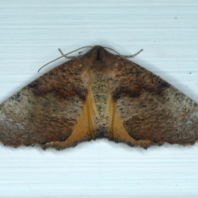 Mnesampela privata (Autumn Gum Moth) at Ainslie, ACT - 13 Jan 2022 by jb2602