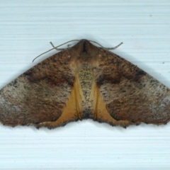 Mnesampela privata (Autumn Gum Moth) at Ainslie, ACT - 13 Jan 2022 by jbromilow50