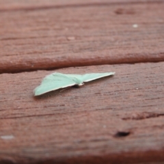Chlorocoma (genus) (Emerald moth) at Carwoola, NSW - 1 Jan 2022 by Liam.m