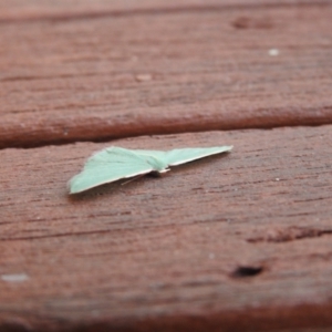 Chlorocoma (genus) at Carwoola, NSW - suppressed