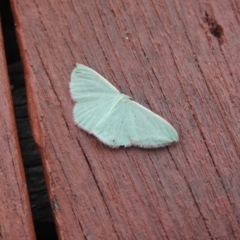 Chlorocoma (genus) at Carwoola, NSW - suppressed