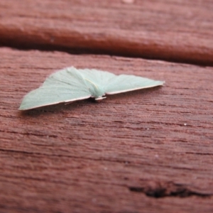 Chlorocoma (genus) at Carwoola, NSW - suppressed