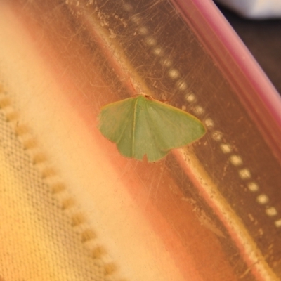 Chlorocoma (genus) (Emerald moth) at QPRC LGA - 1 Jan 2022 by Liam.m