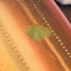 Chlorocoma (genus) (Emerald moth) at Carwoola, NSW - 1 Jan 2022 by Liam.m