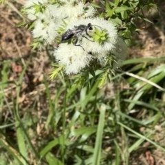 Sphex sp. (genus) (Unidentified Sphex digger wasp) at Murrumbateman, NSW - 14 Jan 2022 by SimoneC