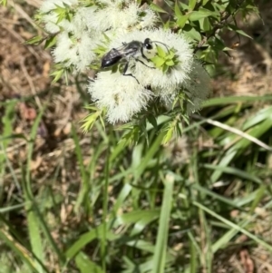 Sphex sp. (genus) at Murrumbateman, NSW - 14 Jan 2022 03:52 PM