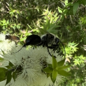 Sphex sp. (genus) at Murrumbateman, NSW - 14 Jan 2022