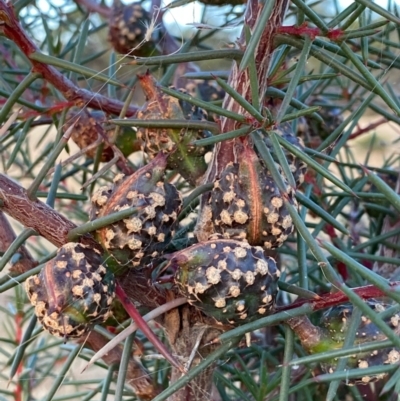 Hakea decurrens (Bushy Needlewood) at Suttons Dam - 12 Jan 2022 by KL