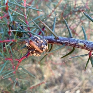 Hakea decurrens at Fentons Creek, VIC - 12 Jan 2022 08:27 PM