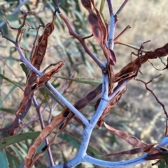 Acacia pycnantha (Golden Wattle) at Suttons Dam - 12 Jan 2022 by KL