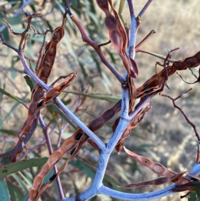 Acacia pycnantha (Golden Wattle) at Suttons Dam - 12 Jan 2022 by KL