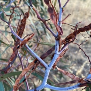 Acacia pycnantha at Fentons Creek, VIC - 12 Jan 2022