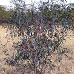 Acacia pycnantha at Fentons Creek, VIC - 12 Jan 2022 08:30 PM