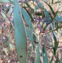 Acacia pycnantha at Fentons Creek, VIC - 12 Jan 2022 08:30 PM