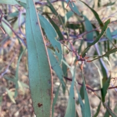 Acacia pycnantha at Fentons Creek, VIC - 12 Jan 2022
