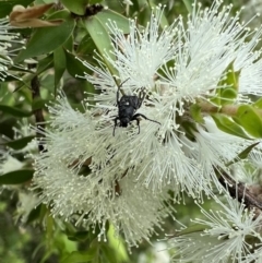 Microvalgus sp. (genus) (Flower scarab) at Murrumbateman, NSW - 14 Jan 2022 by SimoneC