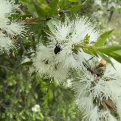 Microvalgus sp. (genus) at Murrumbateman, NSW - 14 Jan 2022