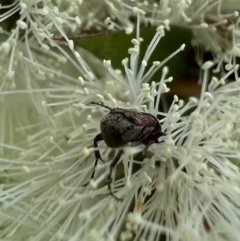 Microvalgus sp. (genus) at Murrumbateman, NSW - 14 Jan 2022