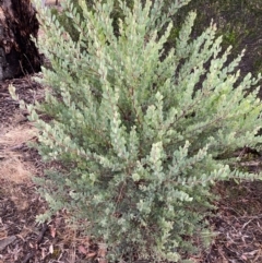 Acacia brachybotrya (Grey Mulga, Grey Wattle) at Suttons Dam - 13 Jan 2022 by KL