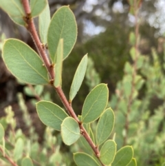 Acacia brachybotrya at Fentons Creek, VIC - 13 Jan 2022