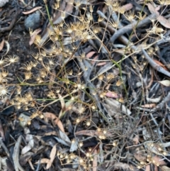 Senecio quadridentatus (Cotton Fireweed) at Fentons Creek, VIC - 13 Jan 2022 by KL