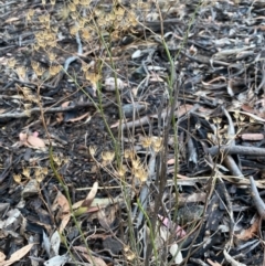 Senecio quadridentatus at Fentons Creek, VIC - 13 Jan 2022