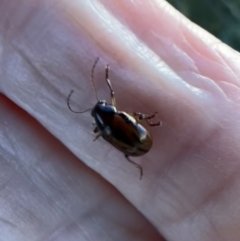 Rhyparida sp. (genus) (Leaf beetle) at Murrumbateman, NSW - 13 Jan 2022 by SimoneC