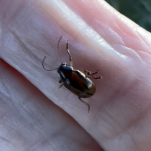 Rhyparida sp. (genus) at Murrumbateman, NSW - 13 Jan 2022 06:42 PM