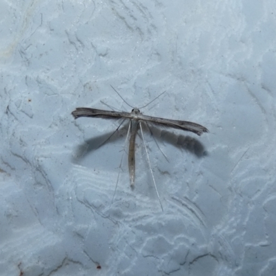 Megalorhipida leucodactyla (Spiderling Moth) at McKellar, ACT - 14 Jan 2022 by Amata