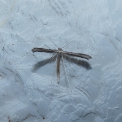 Megalorhipida leucodactyla (Spiderling Moth) at McKellar, ACT - 14 Jan 2022 by Birdy