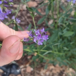 Medicago sativa at Ainslie, ACT - 14 Jan 2022