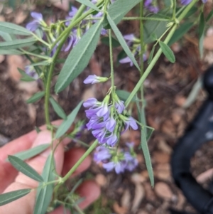 Medicago sativa at Ainslie, ACT - 14 Jan 2022