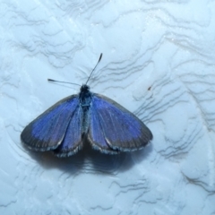 Zizina otis (Common Grass-Blue) at McKellar, ACT - 13 Jan 2022 by Birdy