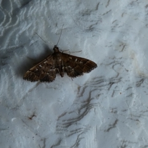 Nacoleia rhoeoalis at McKellar, ACT - 14 Jan 2022