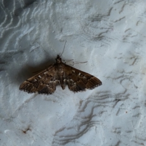 Nacoleia rhoeoalis at McKellar, ACT - 14 Jan 2022