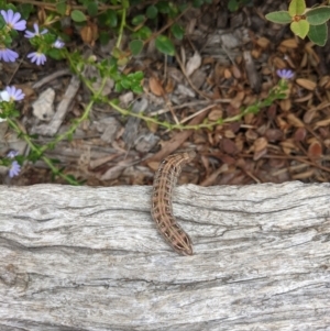 Hippotion scrofa at Hackett, ACT - 9 Jan 2022