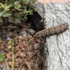 Hippotion scrofa at Hackett, ACT - 9 Jan 2022