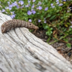 Hippotion scrofa at Hackett, ACT - 9 Jan 2022 11:44 AM