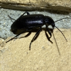 Metistete pimeloides (Comb-clawed beetle) at Jerrabomberra, NSW - 14 Jan 2022 by Steve_Bok