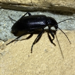 Unidentified Darkling beetle (Tenebrionidae) (TBC) at Jerrabomberra, NSW - 14 Jan 2022 by Steve_Bok