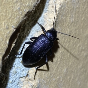 Metistete pimeloides at Jerrabomberra, NSW - 14 Jan 2022