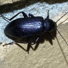 Metistete pimeloides at Jerrabomberra, NSW - 14 Jan 2022