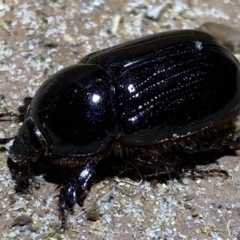 Dynastinae (subfamily) (Unidentified rhinoceros or elephant beetle) at Jerrabomberra, NSW - 14 Jan 2022 by Steve_Bok